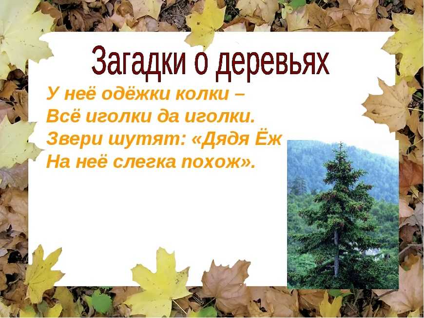 Викторина загадки леса с ответами и презентацией