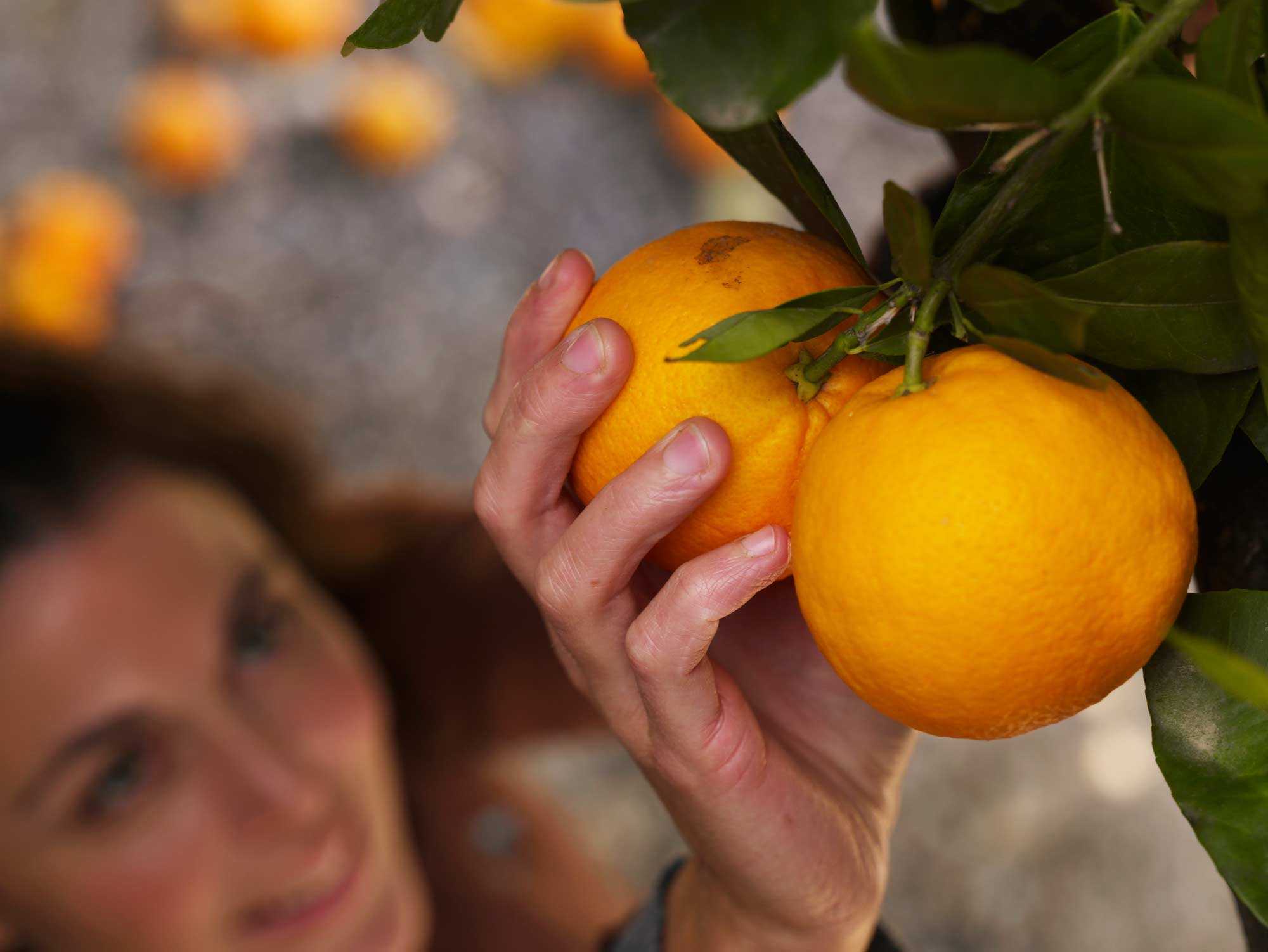 She likes oranges. Интересные фрукты. Интересное об апельсинах. Интересные факты о фруктах. Интересные факты о апельсине.
