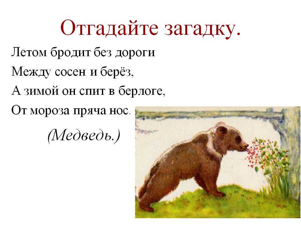 Стихи про медведя  короткие четверостишия про медведя для детей