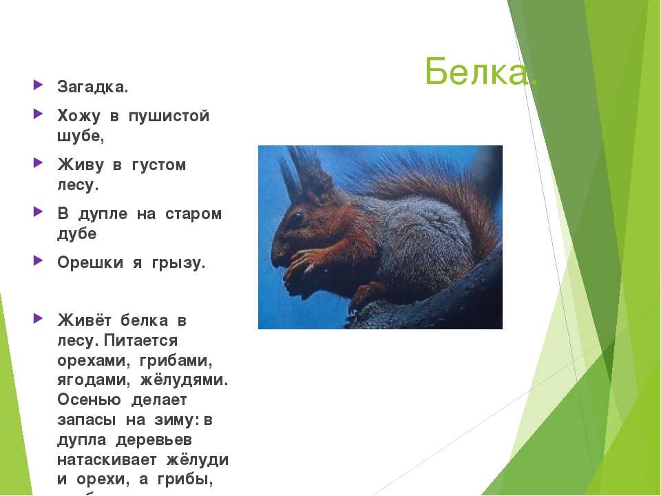 Детям о белках