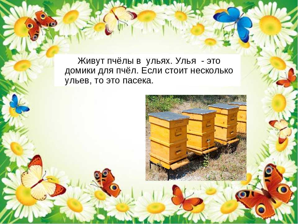 Загадки, пословицы, приметы и стихи про пчёл