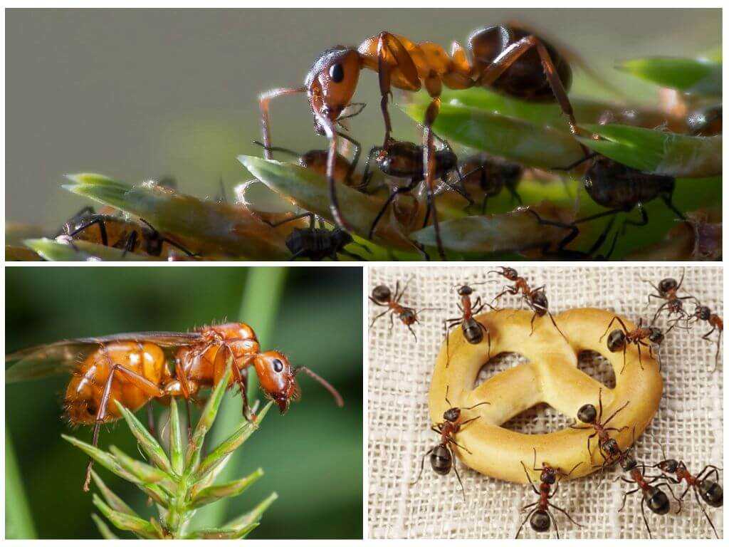 Интересные факты о муравьедах - подборка фот