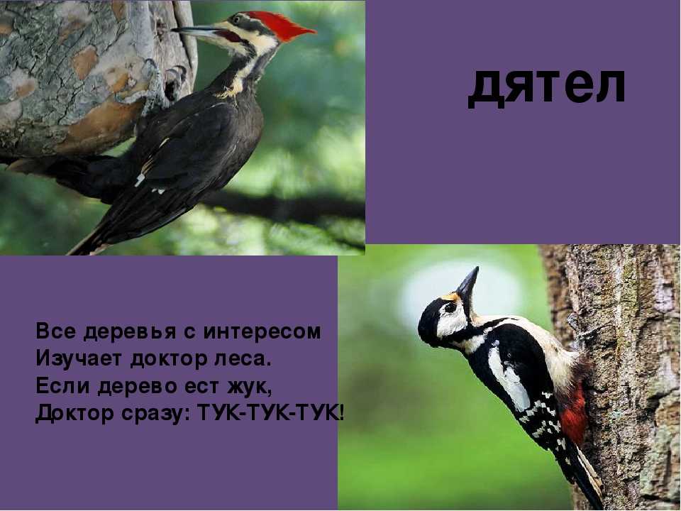 Пословицы и поговорки о птицах
