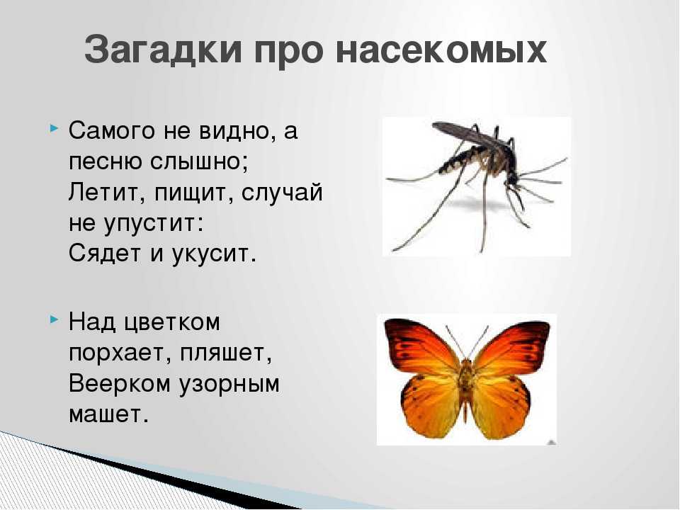 Загадки про насекомых для детей с ответами