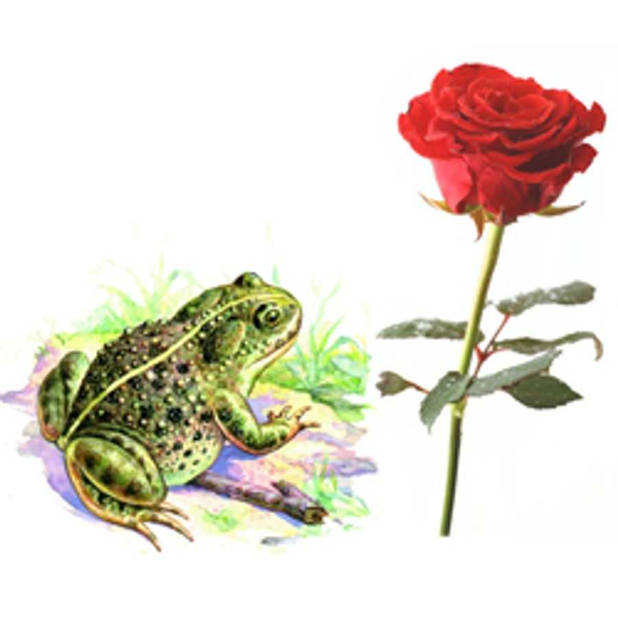 Конспект урока по литературному чтению "в.м. гаршин «сказка о жабе и розе»"