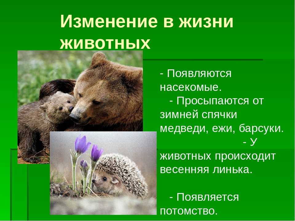 Что делают животные весной. Изменения в жизни животных. Изменение в жизни животный весной. Жизнь животных весной. Весенние явления в жизни животных.