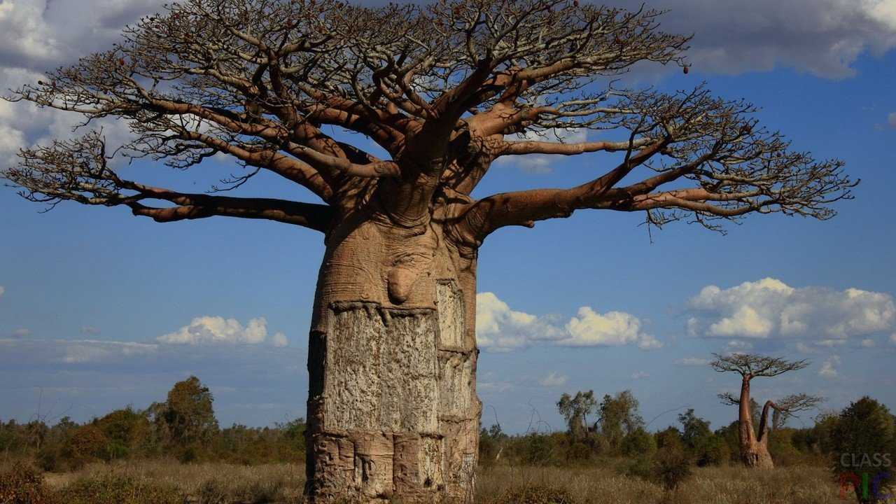 Растет ли баобаб в пустыне. где растет баобаб? загадка про баобаб: какое дерево растет корнями вверх
