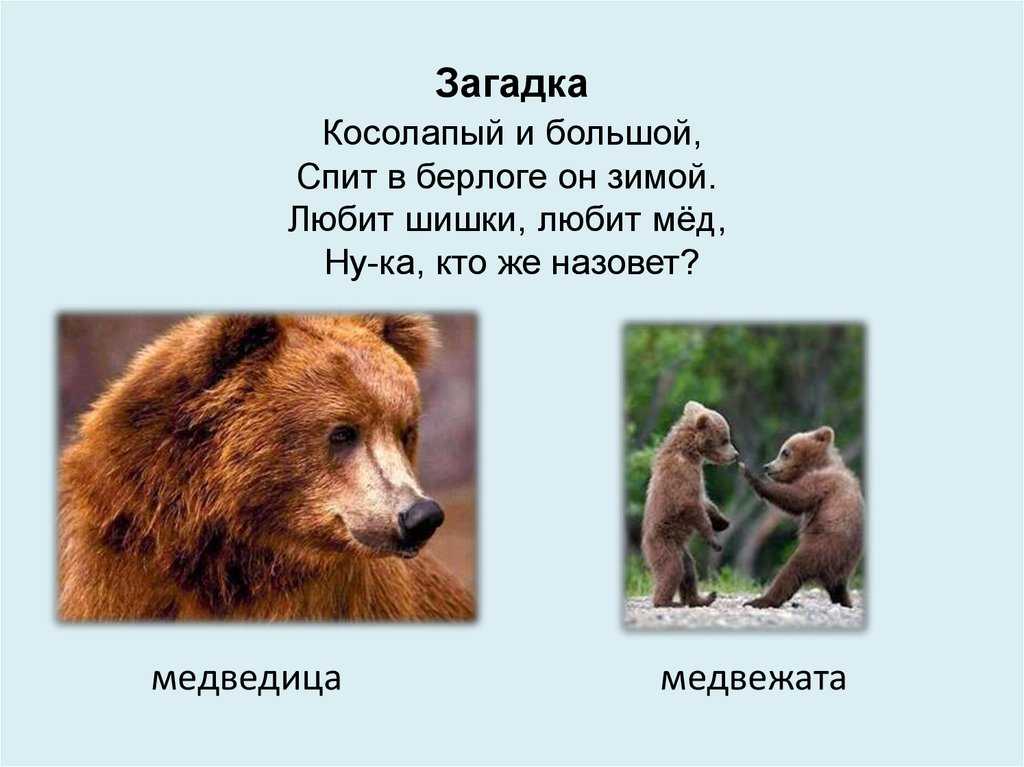 Загадки про медведя с ответами