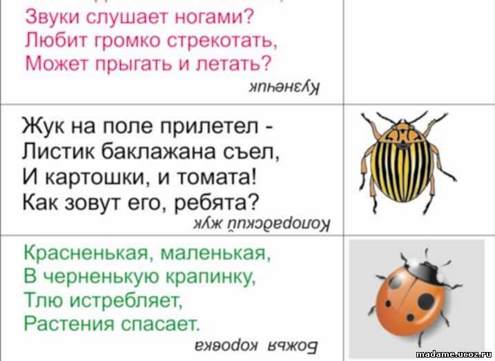 Загадки про насекомых с ответами для детей 6-7-8 лет