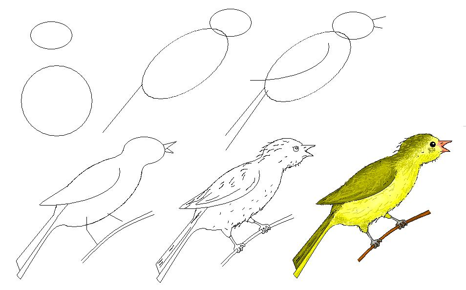 Птица кукушка: описание для школьников, фото, голос птицы