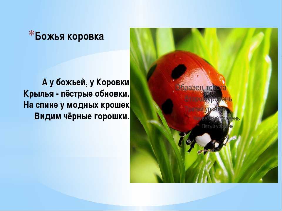 Детские загадки про божью коровку с ответами