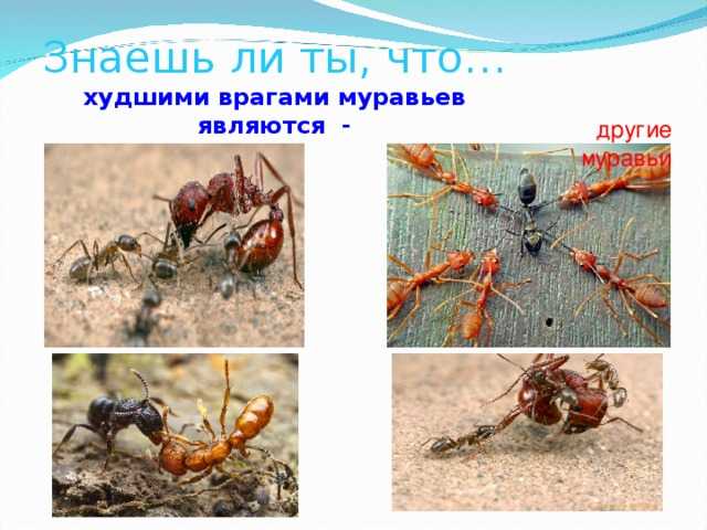 Загадки про трудолюбивого муравья и про муравейник - lipesinka.ru