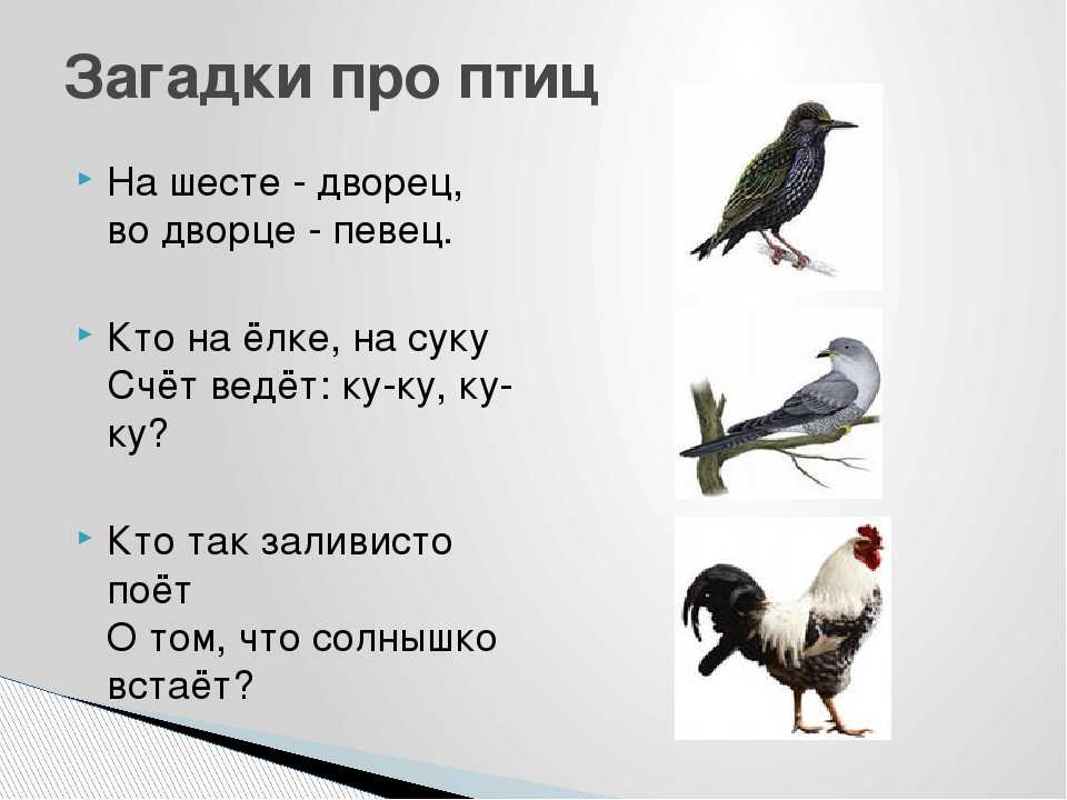 Интересные загадки про птиц