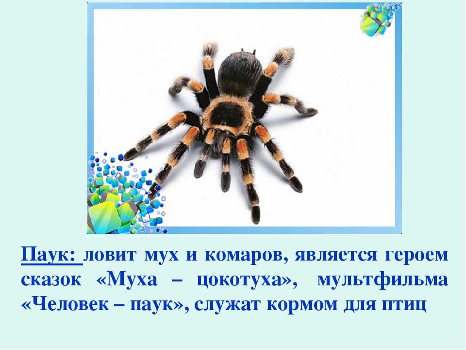 Загадка про паука для детей