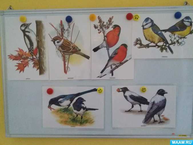 Конспект занятия по ознакомлению с природой детей подготовительной группы с нарушением зрения «зимующие птицы»