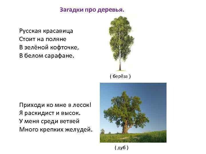 Загадки про деревья - подготовка к школе и развитие речи для детей мама7я