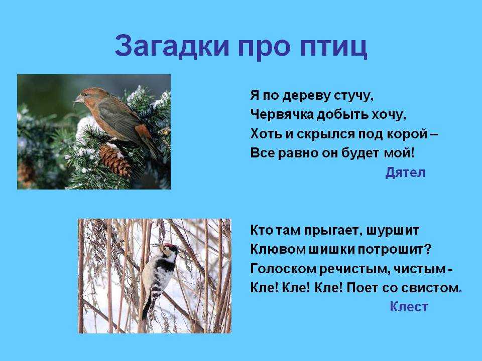 Загадки про птиц | iz-naroda.ru
