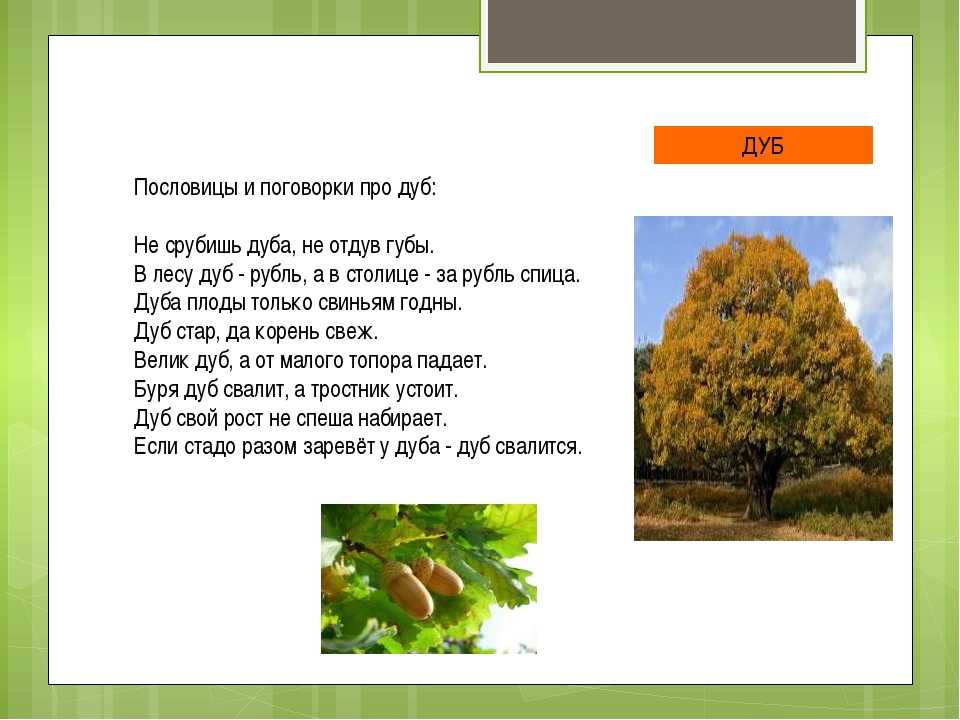 Текст песни дуба. Стих про дуб. Рассказ о дубе. Пословицы и поговорки о дубе. Загадка про дуб.