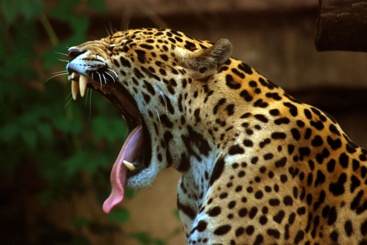 Ягуар: описание животного, среда обитания, чем питается