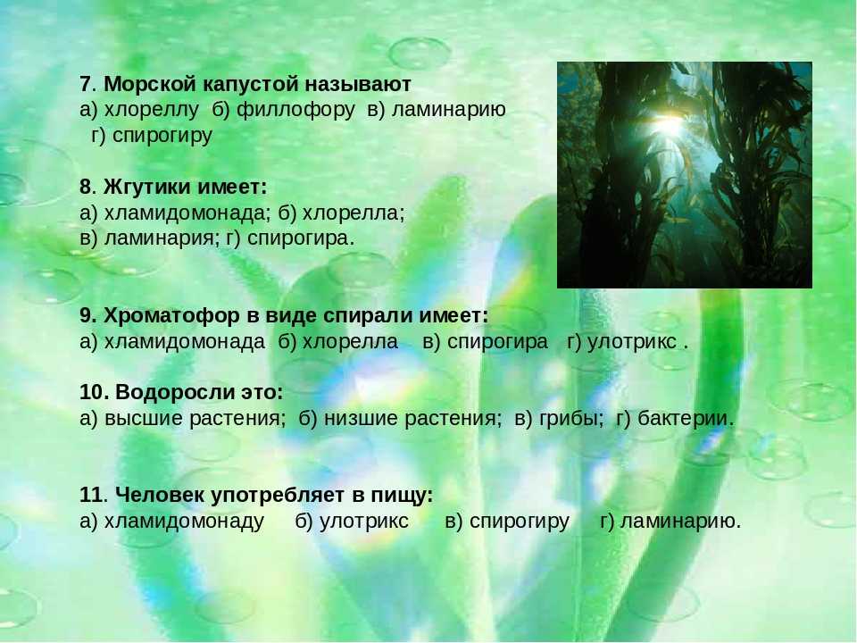 Тест водоросли 6 класс биология. Загадки на тему водоросли. Загадки по теме водоросли. Тема водоросли 5 класс биология. Загадки про водоросли.