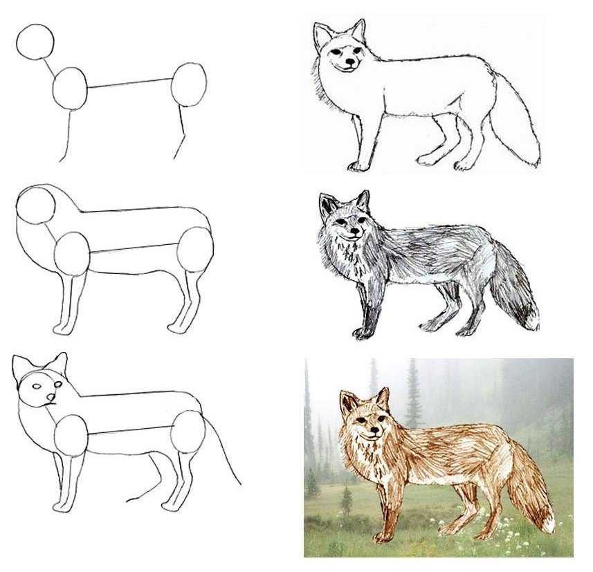Как нарисовать животных поэтапно карандашом (48 фото) - легкие мастер-классы по рисованию животных
