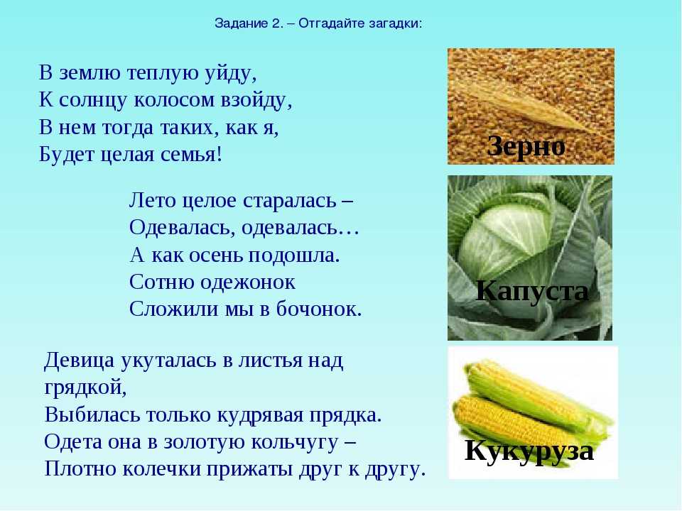 Загадки про землю и растения :: syl.ru