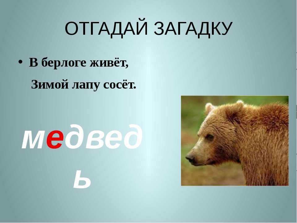 Загадки про медведя для детей с ответами