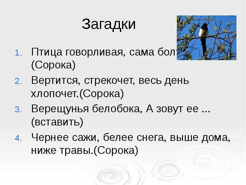 Загадки о птицах с ответами – 90 самых лучших загадок – ladyvi.ru