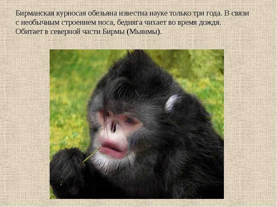 Пословицы и поговорки со словом обезьяна, слово обезьяна в поговорках и пословицах