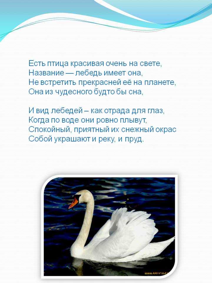 Стихи про лебедей для детей. kidsclever - развитие ребенка детский развивающий сайт