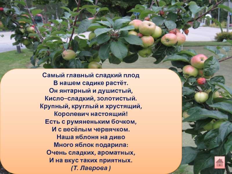 Стихи про яблоко русских поэтов классиков для детей, взрослых: стихотворения на рустих