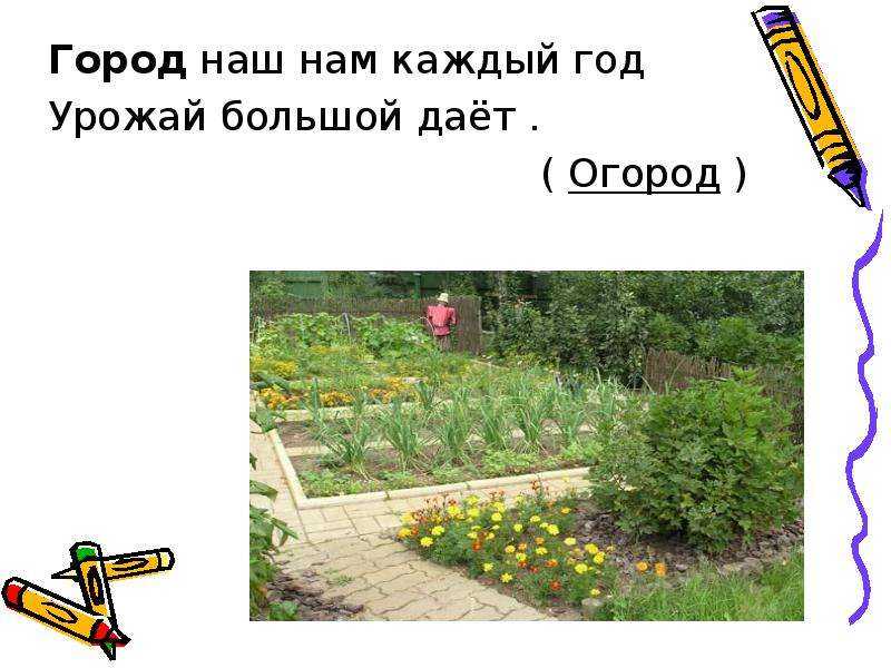 Загадки про растения с ответами для детей