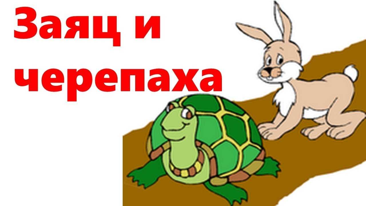 Сказка про черепаху и зайца — читать детям
