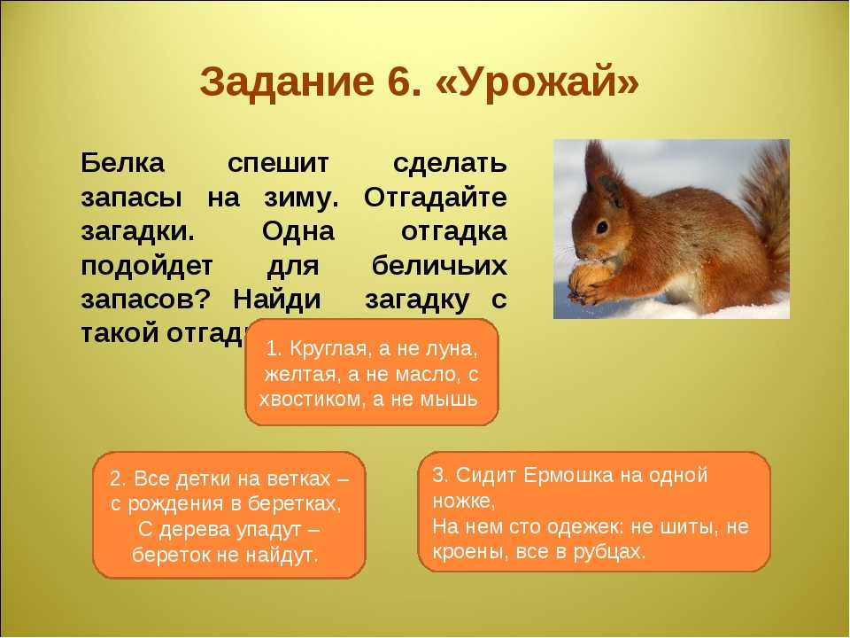 Зима будет холодной если белка делает большие запасы схема предложения