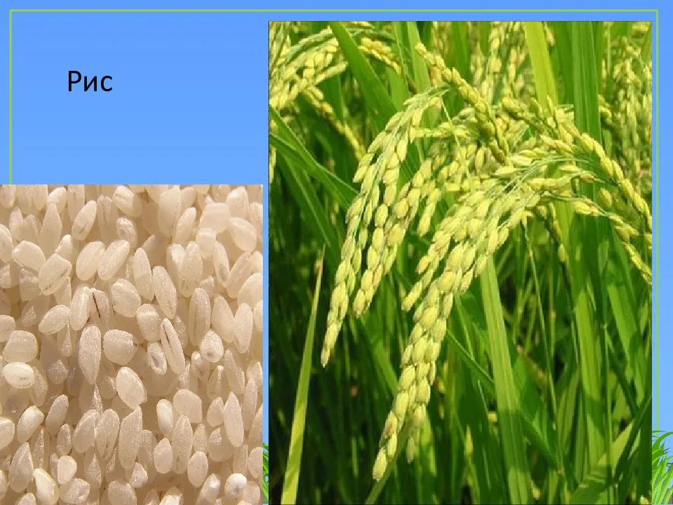 Загадки о зерновых культурах - sto5sot