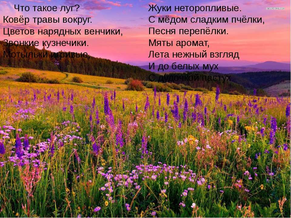 Леса и луга нашей родины презентация. Стихотворение про луг. Природные Луга. Луговое сообщество. Природное сообщество луг.