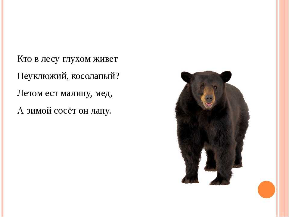 Русский медвежонок 2-3 класс 2021/2022 ответы на вопросы
