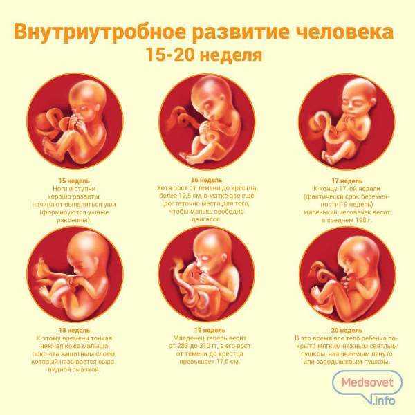 Как развивается малыш в утробе - parents.ru