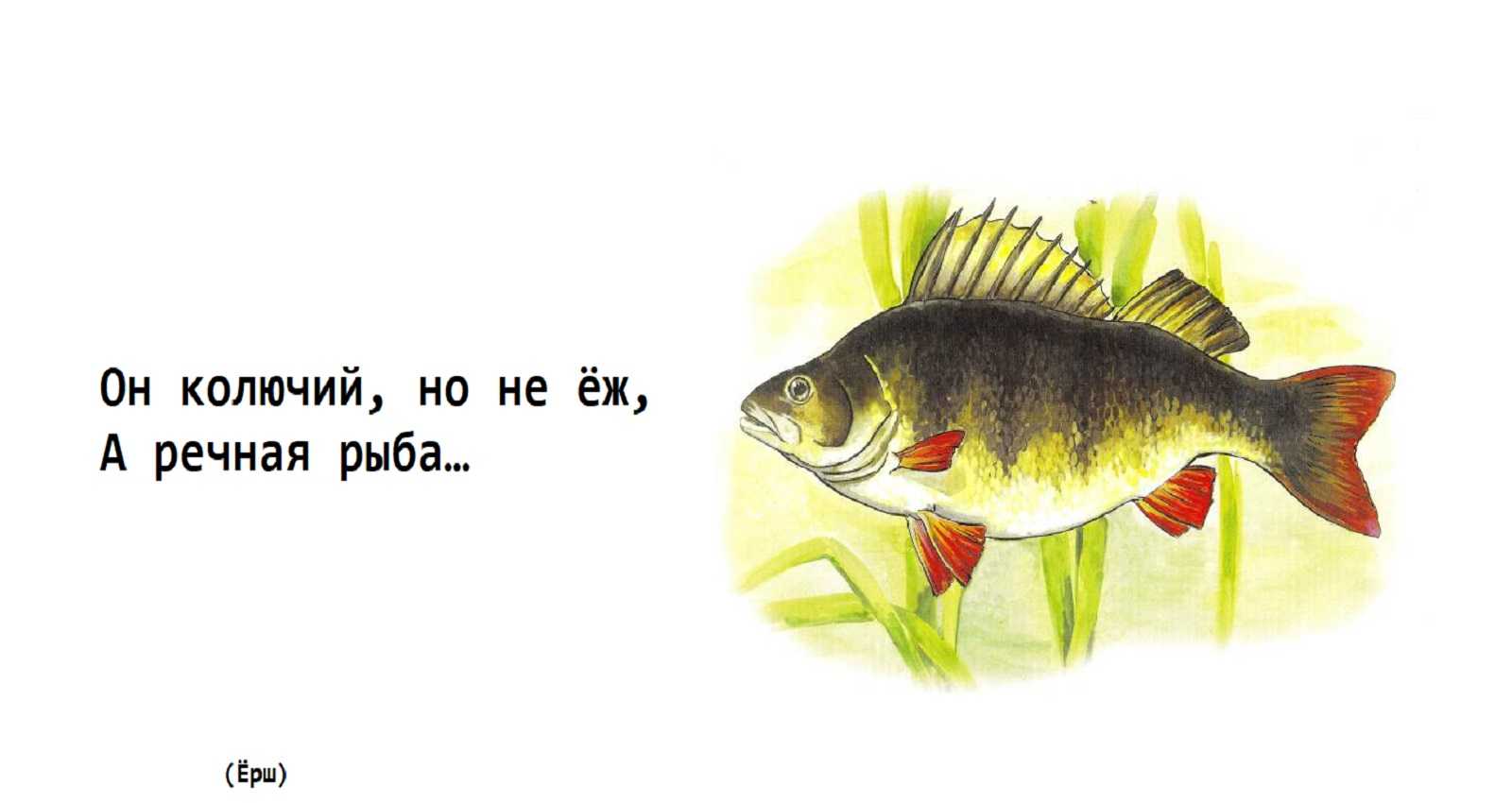 Загадки про рыб