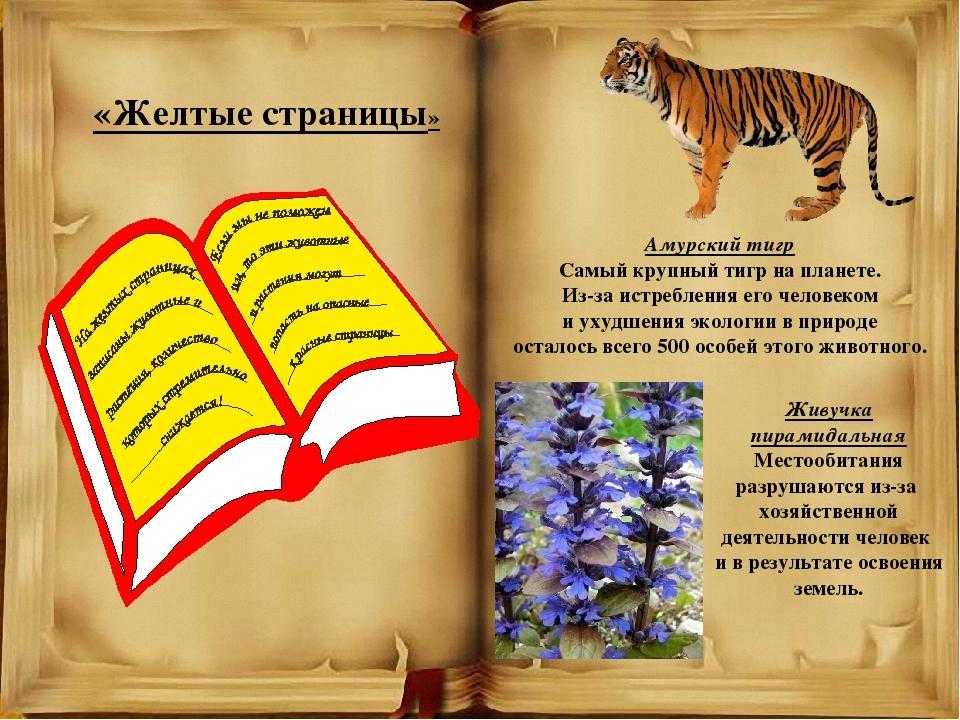 Стихи про животных из красной книги - зоо мир
