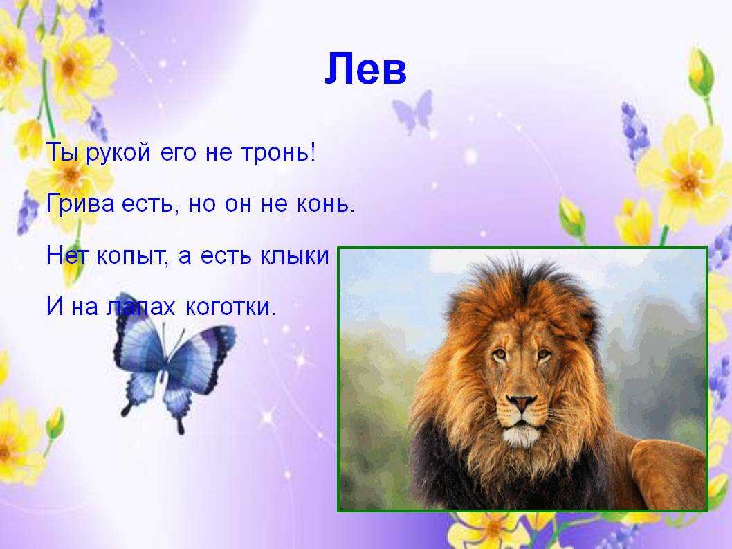 Информация про львов. Загадка про Льва. Детские стихи про Льва. Загадки про Львов для детей.