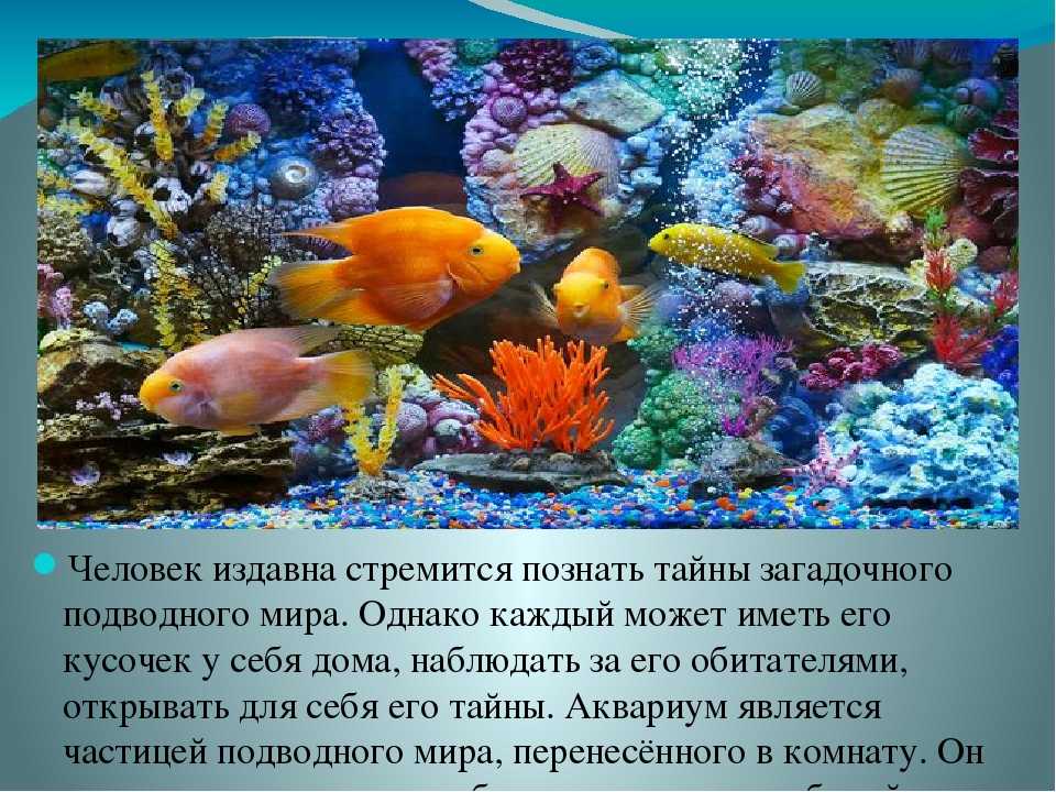 Стихи аквариум рыбки - сборник красивых стихов в доме солнца