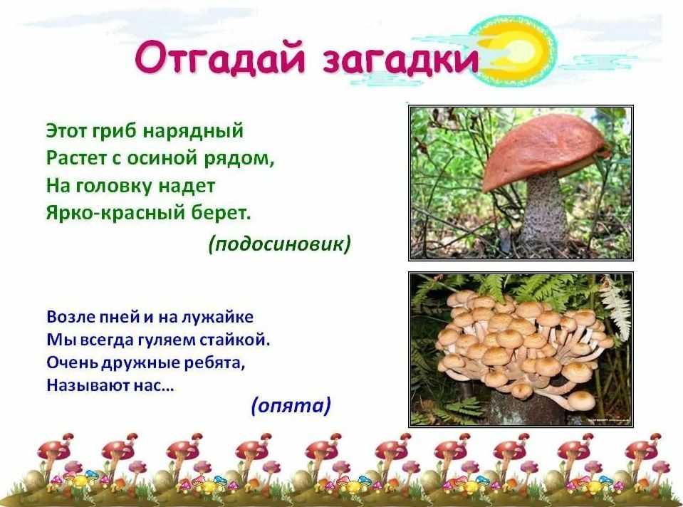 Детские загадки про грибы | картотека по развитию речи (старшая группа) на тему: