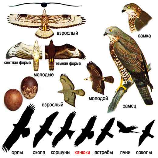 Птицы подмосковья (фото и описание): крупные хищники и маленькие птички - kot-pes
