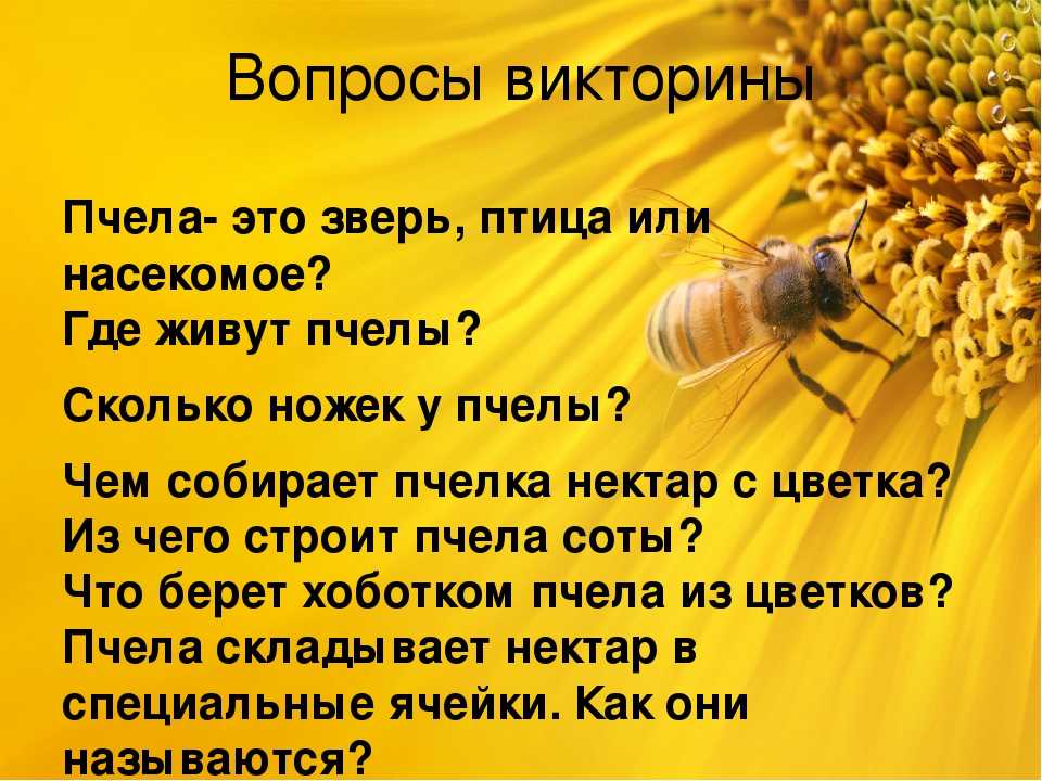 Загадки про трудолюбивую пчелу, осу и шмеля
