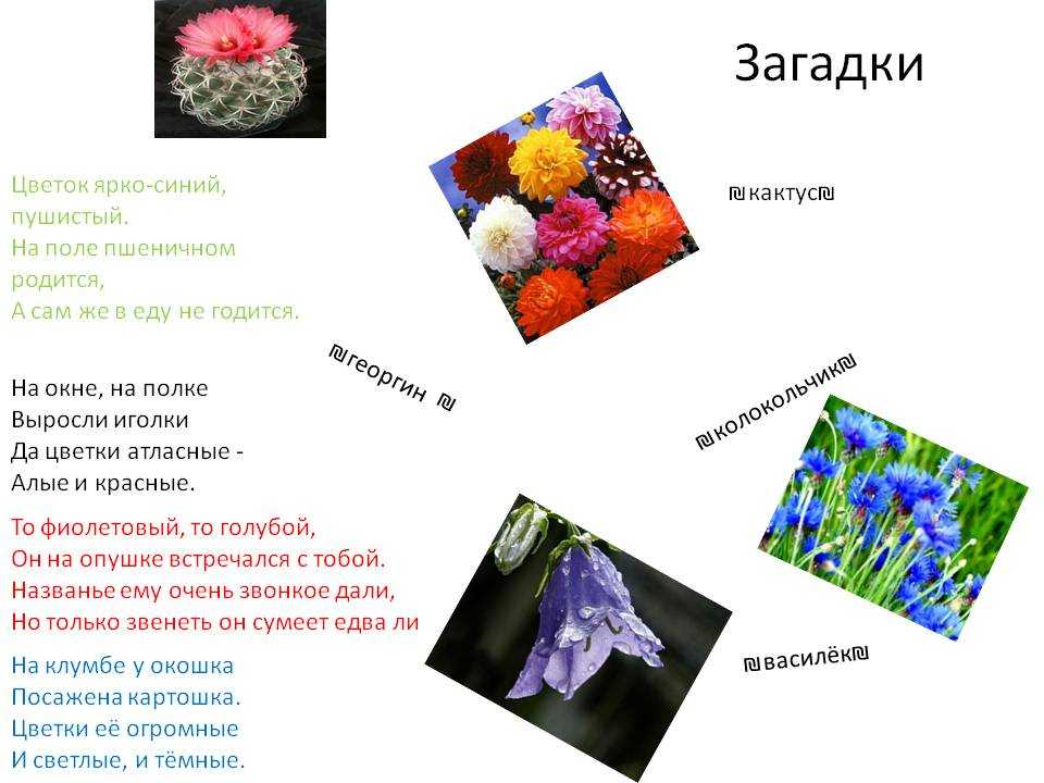 Загадки про цветы, растения на русском и украинском языках