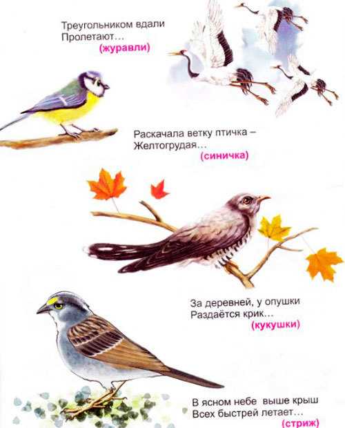 Загадки про птиц для детей с ответами