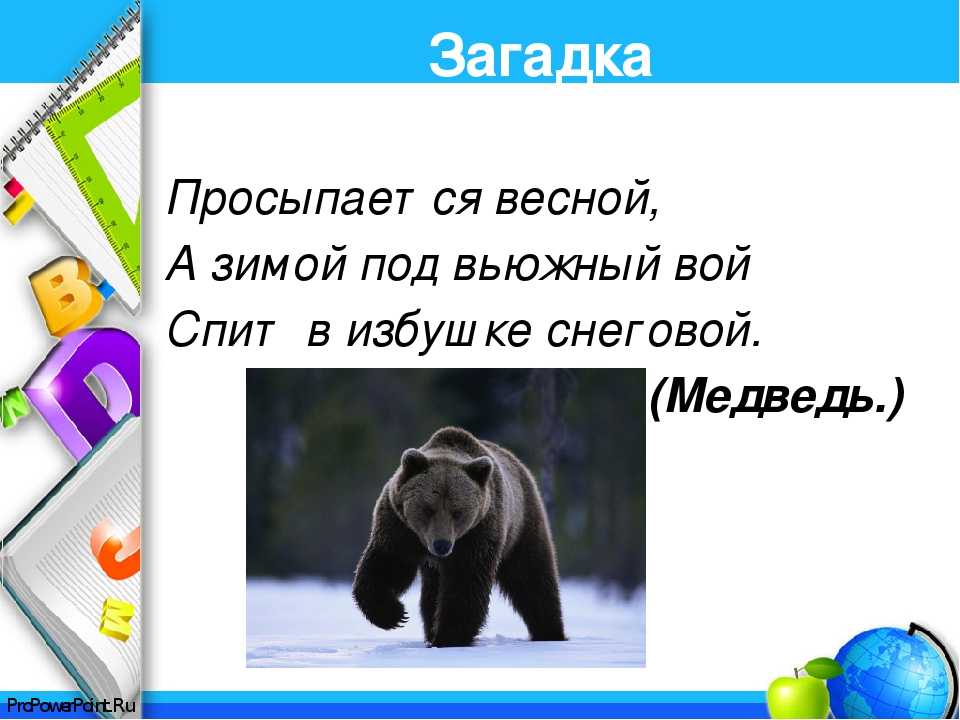 Загадки о медведе с ответами