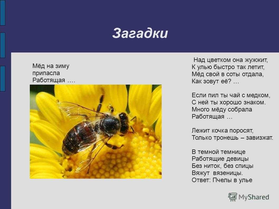 Загадки про насекомых для детей с ответами
