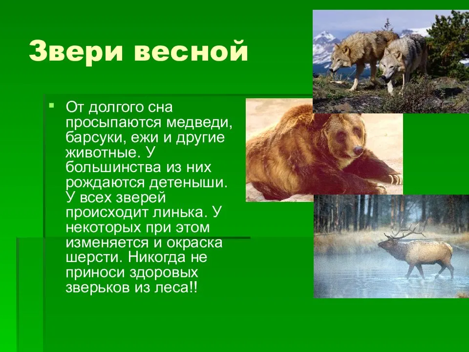 Животные и птицы весной. читаем с детьми